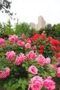 China rose garden Royalty Free Stock Photo