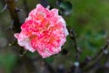 Pink and red common peony flower in garden. fresh concept