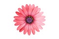 Pink and red daisy flower isolated. Royalty Free Stock Photo