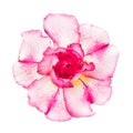 Pink red flower adenium obesum Royalty Free Stock Photo