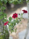 Pink red flower on blurred of nature background Royalty Free Stock Photo