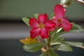 Pink and Red flower in garden Adenium obesum Royalty Free Stock Photo