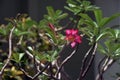 Pink and Red flower in garden Adenium obesum