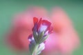A pink-red flower that looks like a rose on a beautiful blurred pink-green background. Royalty Free Stock Photo