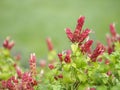 Pink red flower name Justicia Brandegeana Single leaf, opposite, alternate, perpendicular, lanceolate, leaf, end, sharp, slightly