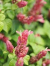 Pink red flower name Justicia Brandegeana Single leaf, opposite, alternate, perpendicular, lanceolate, leaf, end, sharp, slightly