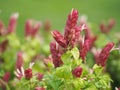 Pink red flower name Justicia Brandegeana Single leaf, opposite, alternate, perpendicular, lanceolate, leaf, end, sharp, slightly