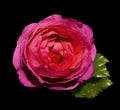 Pink-red flower roses on the black isolated background with clipping path no shadows. Rose with green leaves. For design. C