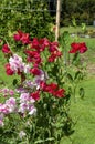 Pink and red flowering sweet pea on trellis in garden Royalty Free Stock Photo