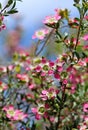 Pink red flowers of the Australian native Leptospermum tea tree Riot cultivar, family Myrtaceae Royalty Free Stock Photo