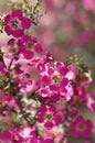 Pink red flowers of the Australian native Leptospermum tea tree Riot cultivar, family Myrtaceae Royalty Free Stock Photo