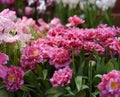 pink and red fluffy flowering tulips Mascotte in Botanical Garden of Moscow University `Pharmacy Garden` or `Aptekarskyi ogorod`