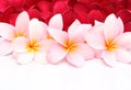 Pink and red Frangipani Plumeria flower Royalty Free Stock Photo