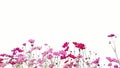 Pink and Red garden cosmos flowers isolated on white background Royalty Free Stock Photo