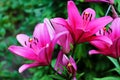 Pink and red garden lillies, flowers, nature Royalty Free Stock Photo