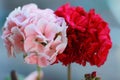 Pink and red geraniums bloom beautifully