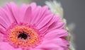 Pink and red gerbera