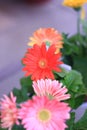 Pink and Red Gerbera Daisies bloom in a yard Royalty Free Stock Photo