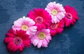 Pink and red gerbera daisy flower on concrete backgrounds. spring Royalty Free Stock Photo