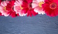 Pink and red gerbera daisy flower on concrete backgrounds. spring