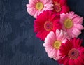 Pink and red gerbera daisy flower on concrete backgrounds. spring Royalty Free Stock Photo