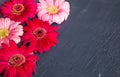 Pink and red gerbera daisy flower on concrete backgrounds. spring Royalty Free Stock Photo