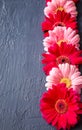 Pink and red gerbera daisy flower on concrete backgrounds. spring Royalty Free Stock Photo