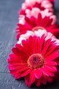 Pink and red gerbera daisy flower on concrete backgrounds. spring Royalty Free Stock Photo