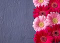 Pink and red gerbera daisy flower on concrete backgrounds. spring Royalty Free Stock Photo