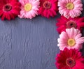 Pink and red gerbera daisy flower on concrete backgrounds. spring Royalty Free Stock Photo