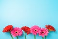 Pink and red gerbera daisy flowers on blue background. Top view, flat lay Royalty Free Stock Photo