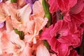 Pink and red gladioluses. Background Royalty Free Stock Photo