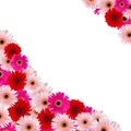 Pink and red herbera flowers border Royalty Free Stock Photo