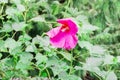 pink or red Hibiscus rosa sinensis on green leaves background Royalty Free Stock Photo