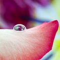A pink - red leaf of a rose and on it lies a small drop of water, in which the image of small pink flowers is reflected