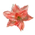 Pink with red lilly flower on isolated white Royalty Free Stock Photo
