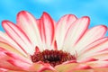 Pink red macro gerber flower with blue background Royalty Free Stock Photo