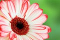 Pink red macro gerber flower with green background Royalty Free Stock Photo
