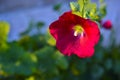 Pink and red mallow flowers on a green Bush in the light of the sun Royalty Free Stock Photo