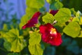 Pink and red mallow flowers on a green Bush in the light of the sun Royalty Free Stock Photo