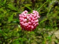 Pink red mixed wild flower in sri lankan garden