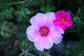 Pink and red moss rose flowers Royalty Free Stock Photo