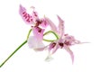 Pink red Odontoglossum orchid isolated on white background