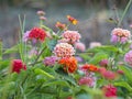 Pink, Red and Orange Flowers Lantana Camara: Beautiful Flowering Plant Royalty Free Stock Photo