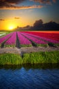 Pink, red and orange tulip field in North Holland Royalty Free Stock Photo