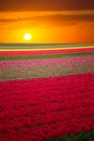 Pink, red and orange tulip field in North Holland Royalty Free Stock Photo