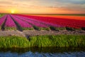 Pink, red and orange tulip field in North Holland Royalty Free Stock Photo