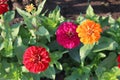 3 Pink red and orange zinna flowers