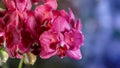 Pink red orchid flowers shimmers in the sun