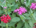 Pink and red Penta Flowers Royalty Free Stock Photo